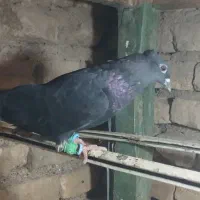 کفتر کبوتر زاغ سرخ زرد طوقی خال