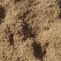 تیم بینج کل آوورده جوانه زده طارم زیرقیمت فوری