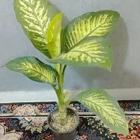 گل دیفن باخیا