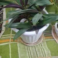 گل های آپارتمانی