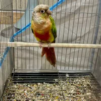 گرینچیک نر|پرنده|آمل, |دیوار