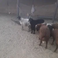 بره بزغاله شیشک