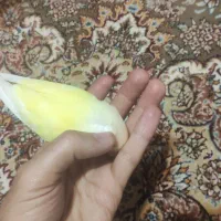 کوتوله برزیلی دستی|پرنده|مبارکه, |دیوار