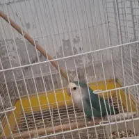 کوتوله برزیلی