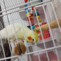 عروس هلندی بالغ