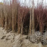 فروش نهال های درجه یک