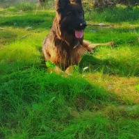 سگ ژرمن شپرد