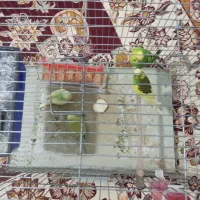 یک جفت مرغ عشق با جوجه
