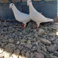 پرنده|پرنده|مروست, |دیوار