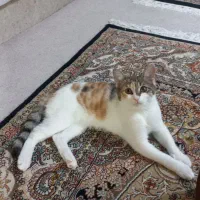 واگذاری رایگان بچه گربه ماده دی اس اچ