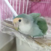 طوطی برزیلی آموزش دیده|پرنده|مشهد, فارغ التحصیلان|دیوار