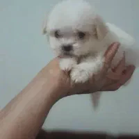 واگذاری توله های آپارتمانی با کیفیت وسالم