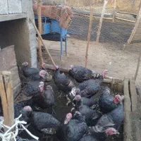 فروش بوقلمون|حیوانات مزرعه|انگوت, |دیوار