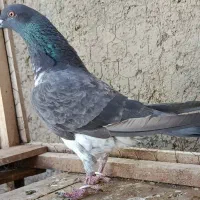 کبوتر  خارجی گمگشته