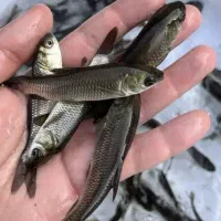 بچه ماهی آمور سه بند سرحال