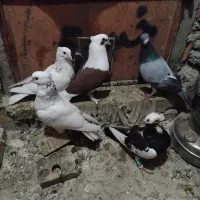 دوبال کاکلی طوقی پلنگی سبز مگسی