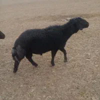 قوچ میش بز بره|حیوانات مزرعه|عسگران, |دیوار