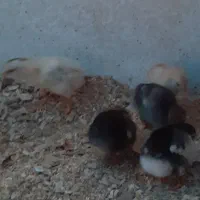 ۲۳عدد جوجه گلین با مادر