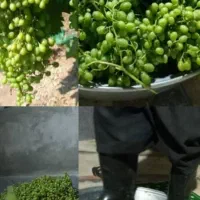 آبغوره محلی دستی