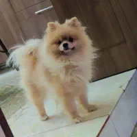 پامر روباهی خرسی