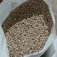 لوبیاچیتی بوجاری شده تازه کشت شده|خوردنی و آشامیدنی|شاهین دژ, |دیوار