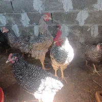 فروش خروس آمروک|حیوانات مزرعه|گرگان, |دیوار