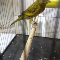قناری سبز چمنی در حد