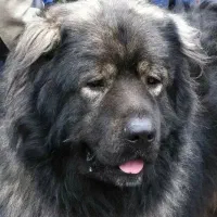 سگ های درشت اندام، سگ فوق حرفه ای،سگ نگحبان|سگ|شهریار, شهریار|دیوار