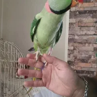 شاه طوطی|پرنده|نسیم‌شهر, |دیوار