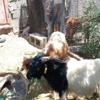 دو تا چپش هشتادان