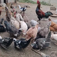 تخم مرغ دورگ لاری و تخم اردک محلی رنگی