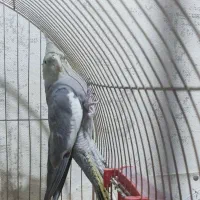 هلندی|پرنده|مسجد سلیمان, |دیوار