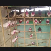 کفتر به شرط پرواز بالای ۵ ساعت