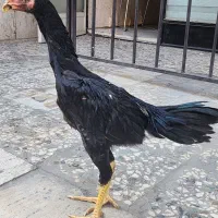 جوجه لاری