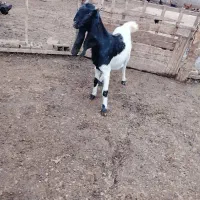 بزپاکستانی ابستن دوقلو|حیوانات مزرعه|آق قلا, |دیوار