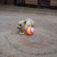 سگ پا کوتاه