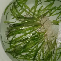 گیاه آکواریومی گندمی