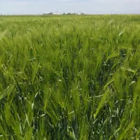 علوفه جو بصورت چاپری