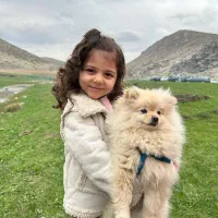 پامرانین خرص اصیل|سگ|سنندج, |دیوار