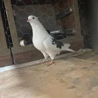 چندعددکبوترتکپر|پرنده|سرخنکلاته, |دیوار