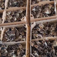 جوجه بوقلمون برنز