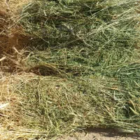 یونجه جو علف|حیوانات مزرعه|سجاس رود, |دیوار