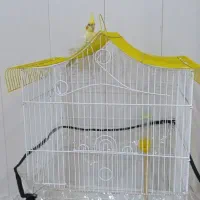 عروس هلندی لوتینو با قفس|پرنده|هندیجان, |دیوار