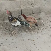 3تا مرغ