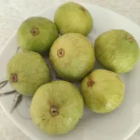 انجیر تازه