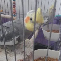 جفت عروس هلندی  سخنگوبا جوجه