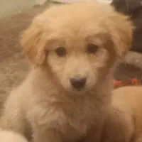 توله سگهای خانگی