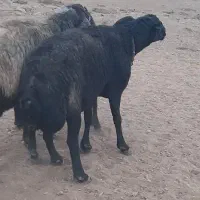قوچ سیاه درجه یک