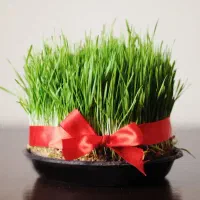 سبزه عید تراکم بالا/ سفارش