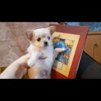 chihuahua شیواوا چیواوا جیبی فنجونی شیهواهوا شی و|سگ|لواسان, |دیوار